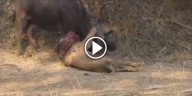 Bufalo aslanı öldürüyor diğer bufalolar ise...