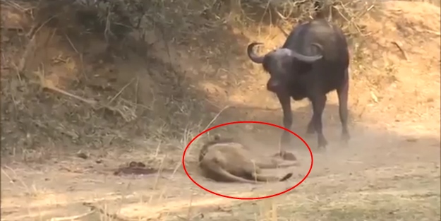 Bufalo aslanı öldürüyor! İşte o anlar...