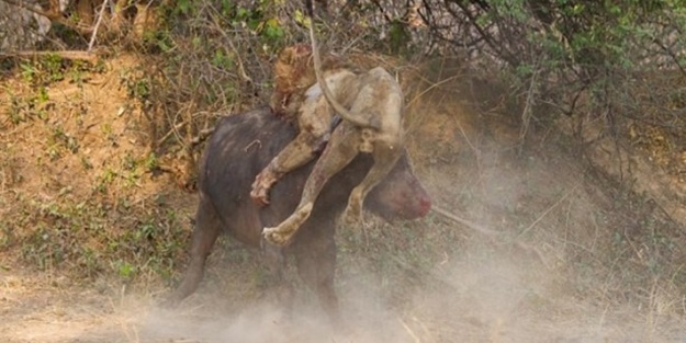 Bufalo aslanı perişan etti!