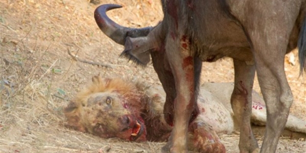 Bufalo aslanın karizmasını fena çizdi