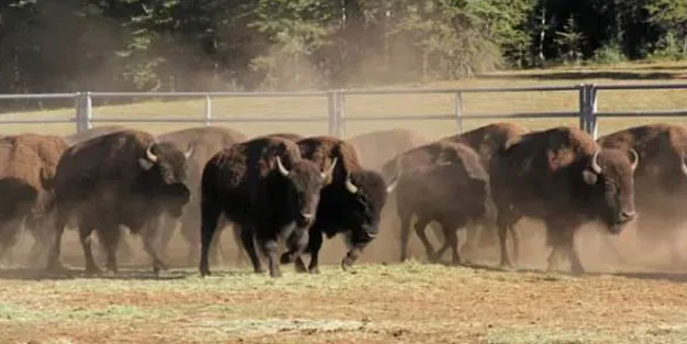 Bufalo katletmek için 45 bin kişi sıraya girdi