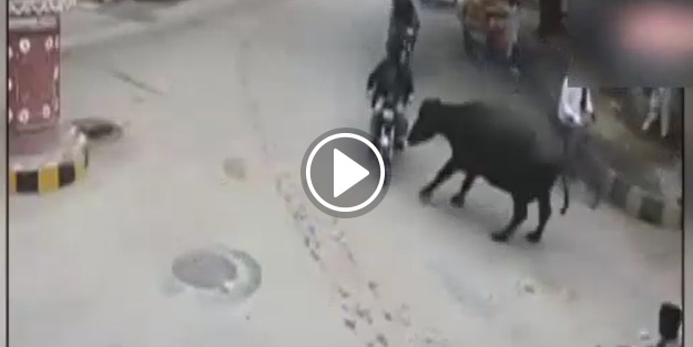 Bufalo motosiklet sürücüsünü ezdi!