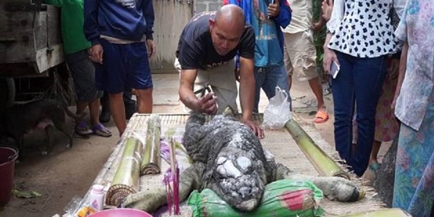 Bufalo timsah doğurdu!