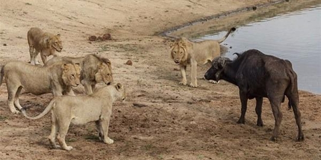 Bufalodan hayrete düşüren taktik