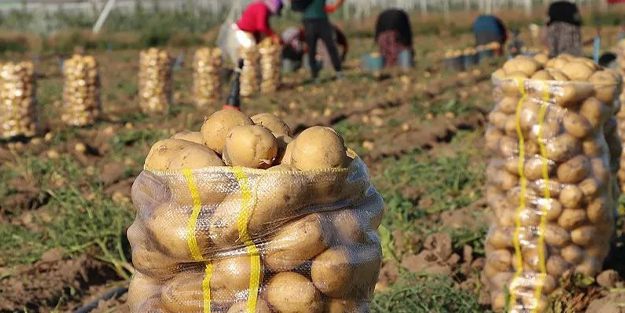 Buğday, ayçiçek yağı ve şekerden sonra patates krizi mi geliyor? Bakan Kirişçi açıkladı