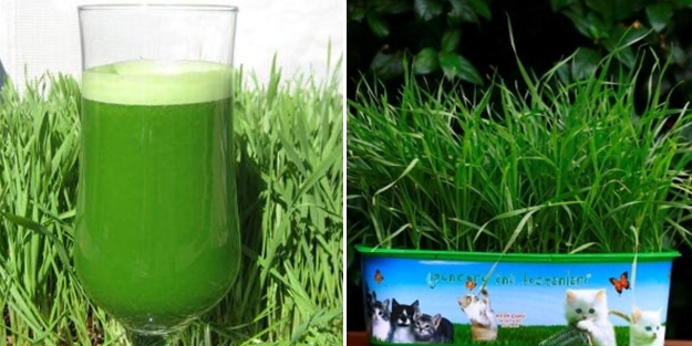 Buğday çimi oldukça faydalı