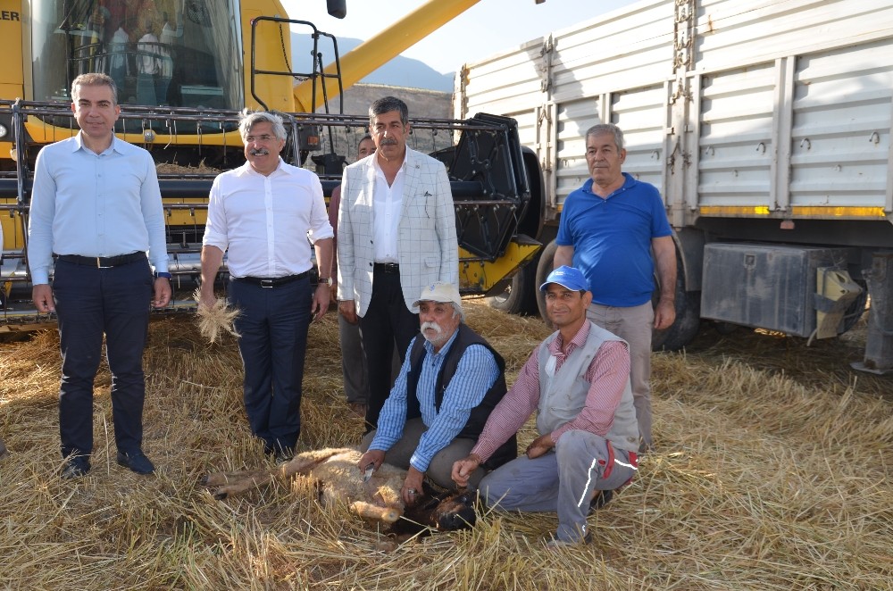 Buğday hasadı kurban kesilerek başladı 