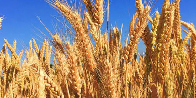 Buğday karşılığı konut kampanyası