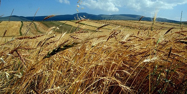 Buğday rekoltesi üreticileri sevindirdi