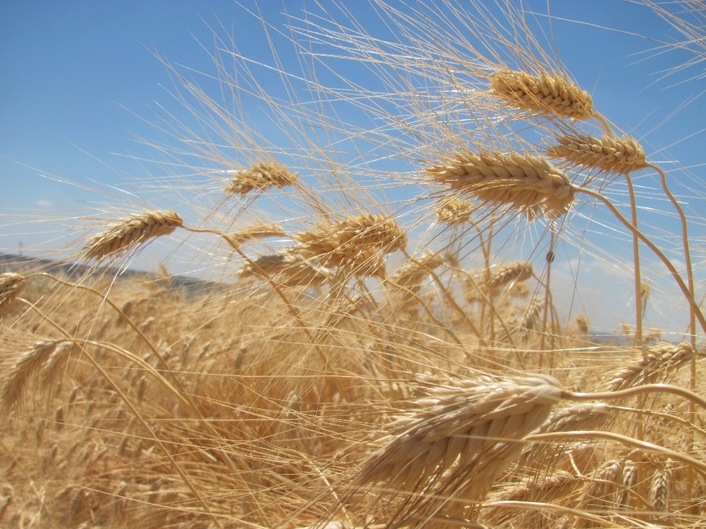 Buğday rekoltesi üreticinin yüzünü güldürüyor 