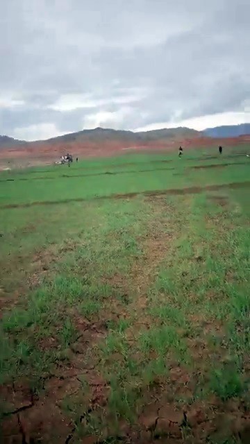 Buğday tarlaları 60 yıl sonra ilk kez ekildi 