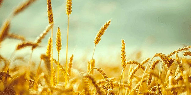 Buğdayda büyük tehlike! Kötü haber geldi