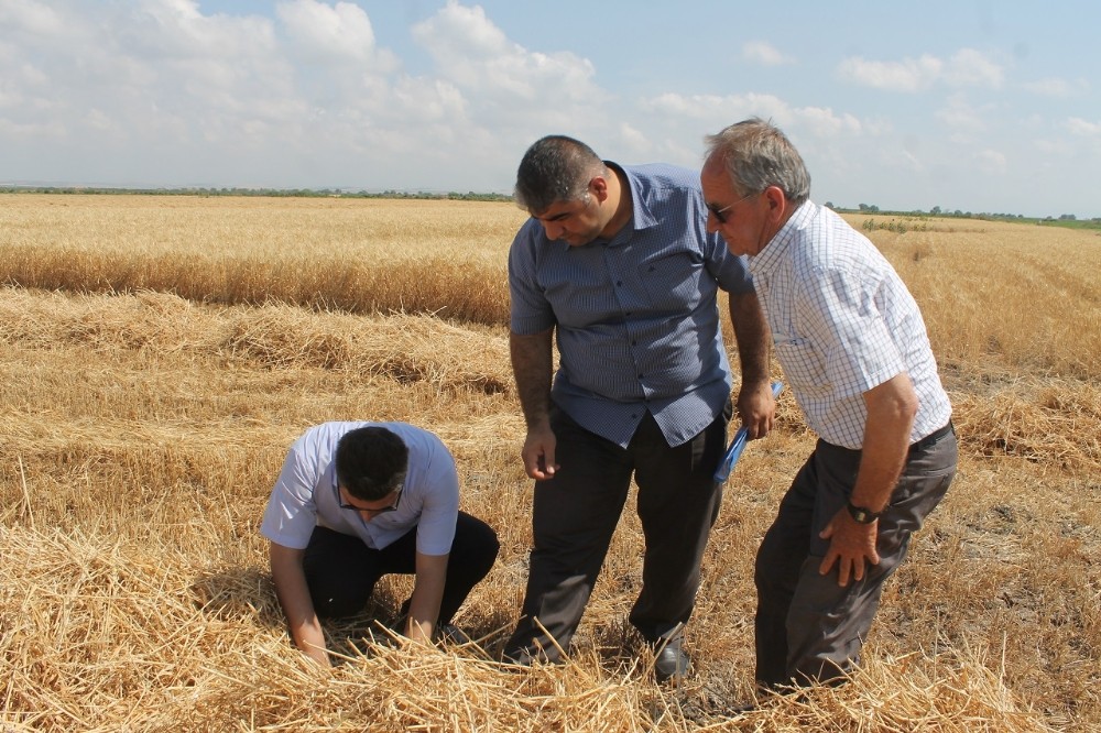 Buğdayda dane kaybına karşı denetim yapılıyor 