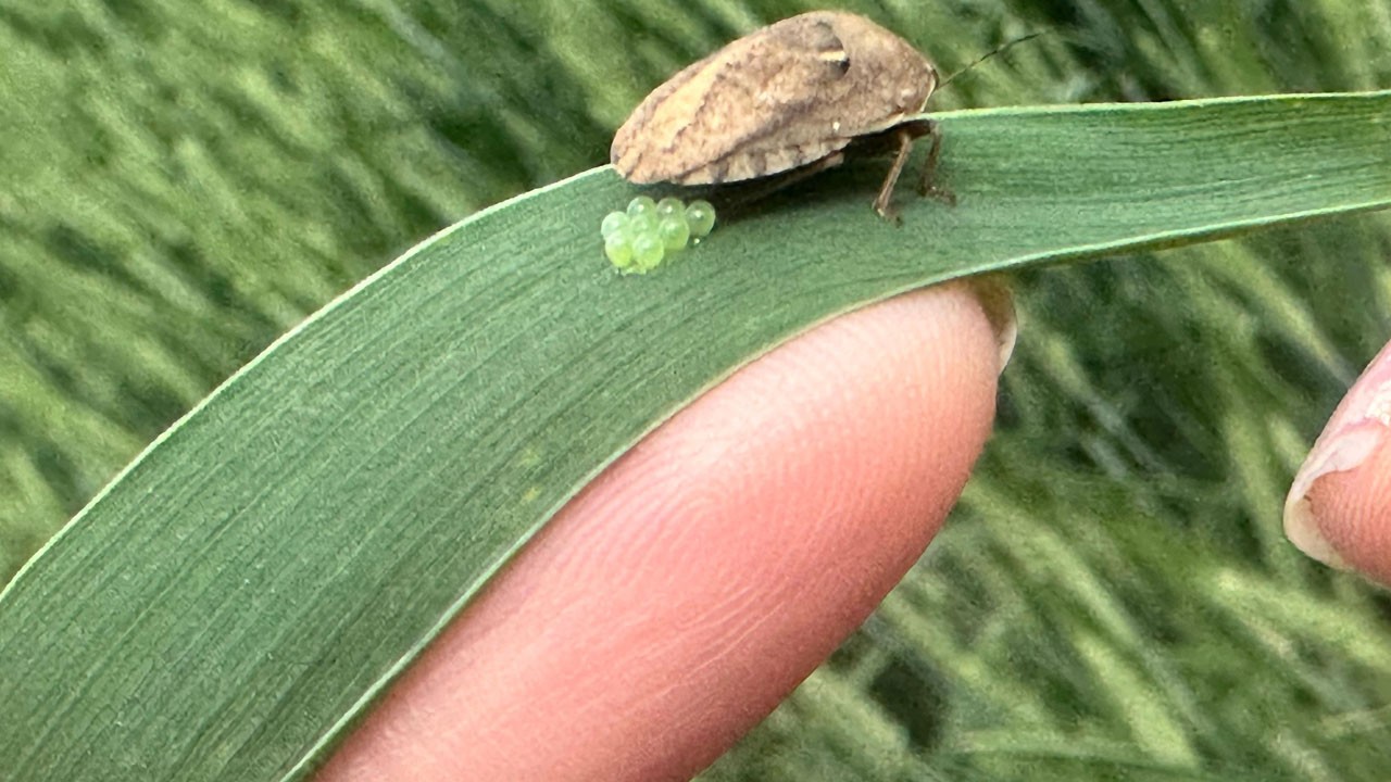 Buğdayın gizli düşmanı suçüstü yakalandı