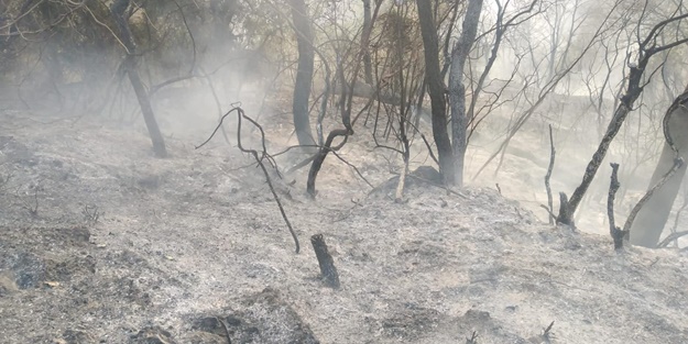 Bugün deprem olan şehirde orman yangını