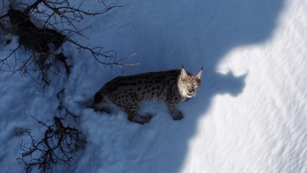 Bugüne kadar ki en güzel pozlarını verdi: Koruma altındaki vaşakla göz göze