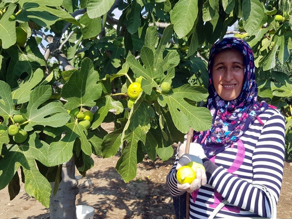 Buharkent’te sezonun ilk taze İnciri hasat edildi 