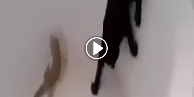 Bukalemunla aynı küvete düşen kedi çıldırdı!