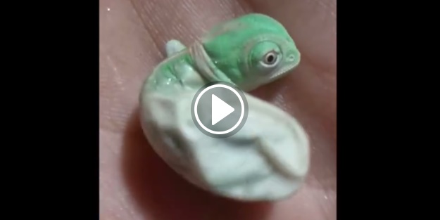 Bukalemunun yumurtadan çıkma anı