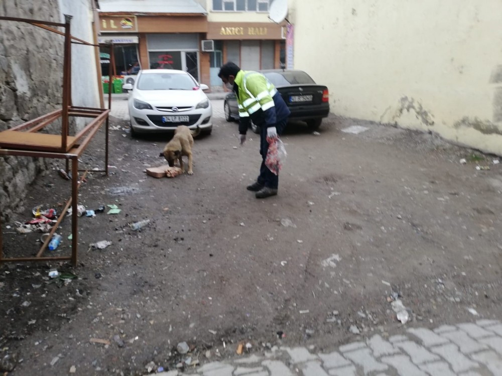 Bulanık Belediyesi sokak hayvanlarını unutmadı 