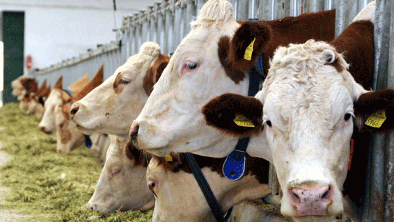 "Bulanık’ta soğuk süt zinciri projesi toplantısı! Kaymakam potansiyelin değerlendirilmesini istedi!"