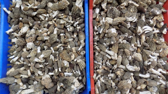 Bulanları memnun ediyor