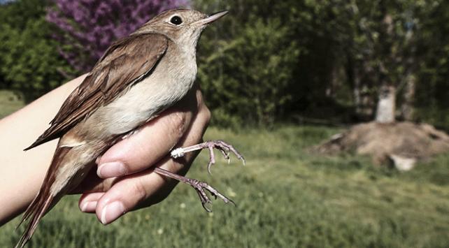 Bülbülün ömrü Türkiye yolunda geçti