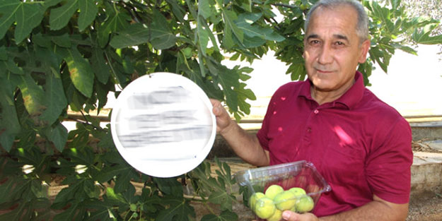 Bulduğu çözüm herkesi şaşırttı! İncirlerinden yiyen olmayınca...