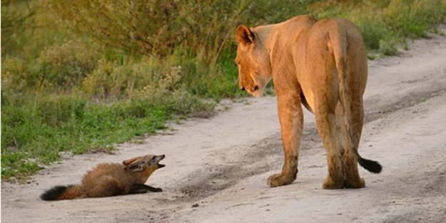 Bulduğu yaralı tilkiyi canı pahasına korudu!