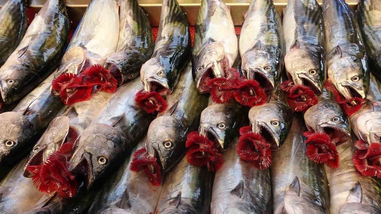 Bulgaristan, Azerbaycan ve 2 ülke ile yapılan ihracat rakamları: Bu sezon bol avlanmıştı!