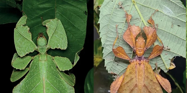  Genetikçiler keşfetti: evde, arsa veya bahçe! 7 'kamuflaj hayvan' şok edecek