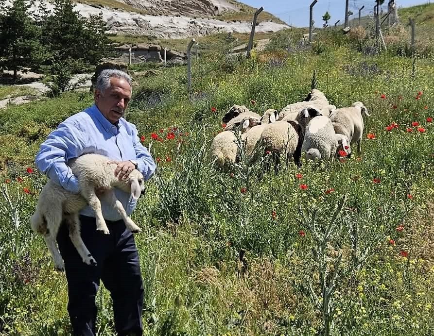 Bulunan küçükbaş hayvanlar Talas Belediyesi'nde koruma altına alındı