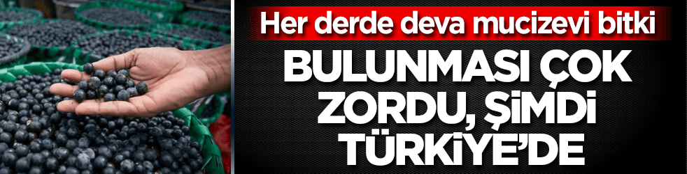Bulunması çok zordu, şimdi Türkiye'de! Her derde deva bitki