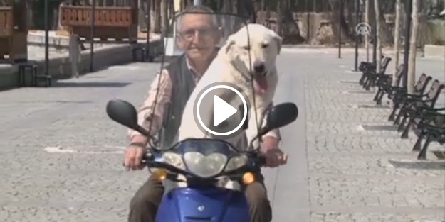 Bulut köpeğin 'motosiklet' tutkusu