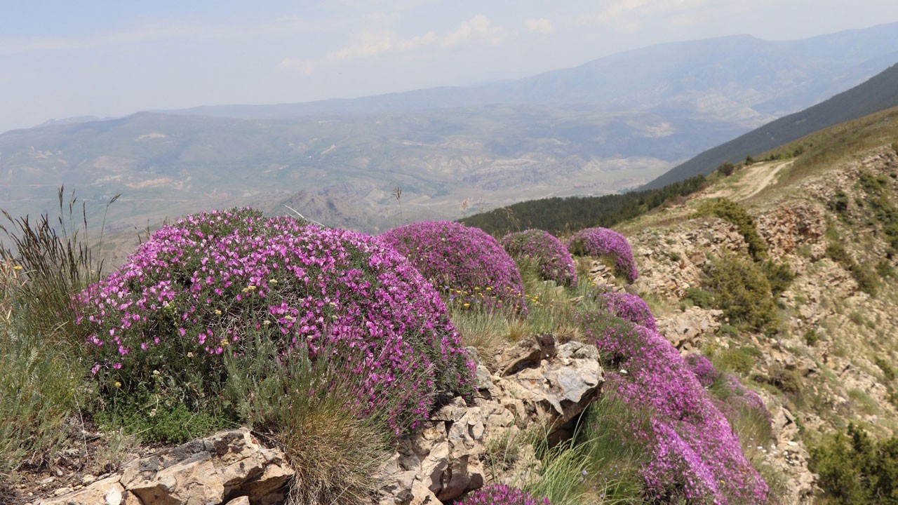 Bulutların üstünde fuşya renkli rüya