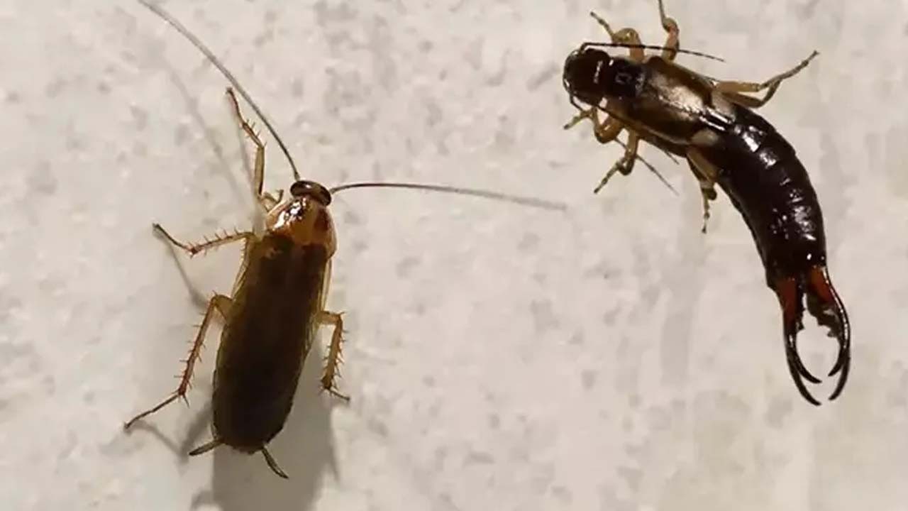 Buna geliyordu! Çözüm: Hamam böcekleri, Kulağakaçan artık uzak kalacak, evde barınamayacak