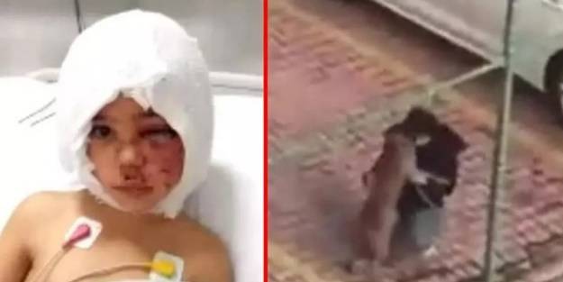 Bunlar 'hayvansever' değil insanlık düşmanı! Canıyla uğraşan minik Asiye'ye ahlaksızca küfürler savurdular!