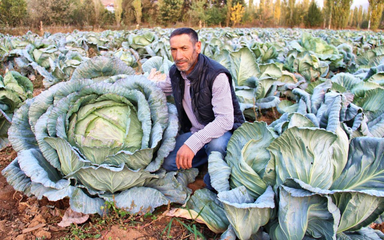 Bunlar nasıl lahana! Tam 40 kilo