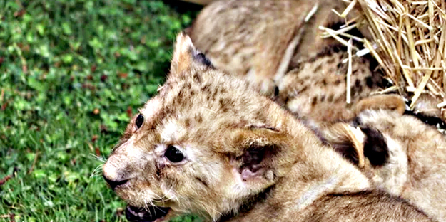 Bunlarda Cumhurbaşkanı Erdoğan'ın yavru aslanları! Hediye edilmişti: İsimleri anket ile belirlenecek!