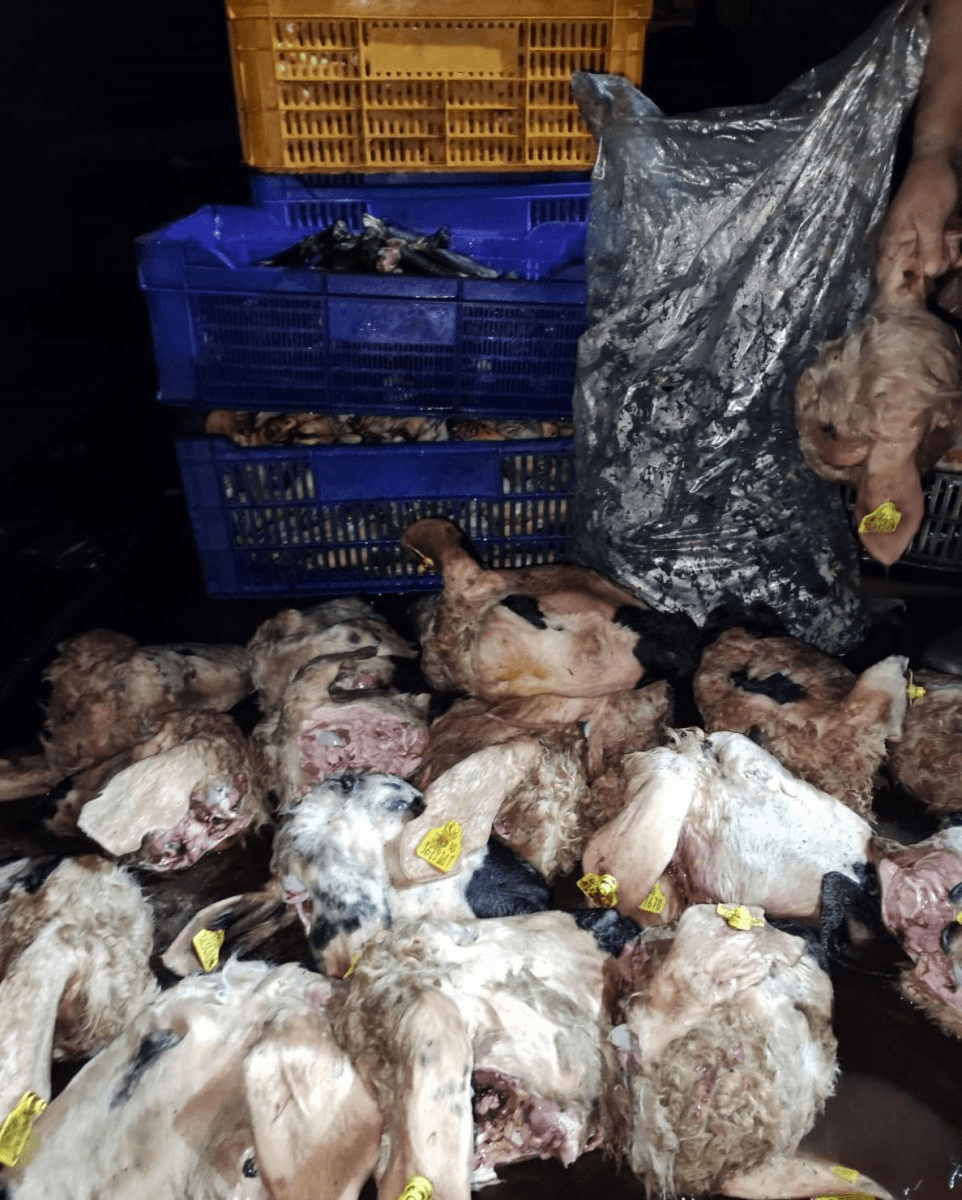 Bunları az kalsın yiyecektik! Verilmiş sadakamız varmış