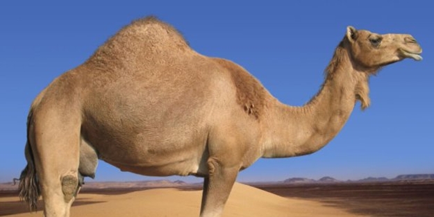 Bunları Biliyormuydunuz?