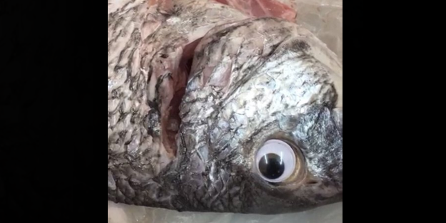 Bunu da yaptılar! Taze görünsün diye balığa sahte göz taktılar