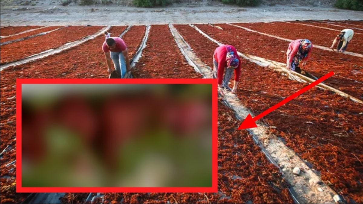 Bunu eken parayı buluyor! 500 milyon dolar getirisi var! Yurt dışına o kadar satıyor ki, üretici bile tadına bakamıyor