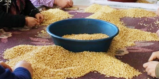 Bunu eken, parayı buluyor! Resmen altın biçiyor!