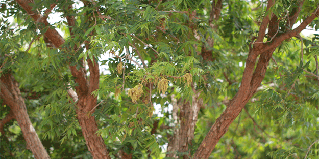 Bunu eken zengin oluyor