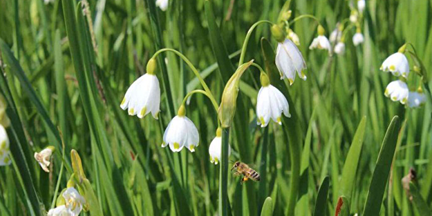 Bunu koparan yandı! Cezası 112 bin lira