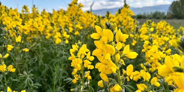 Bunu koparan yanıyor! Cezası dudak uçuklattı
