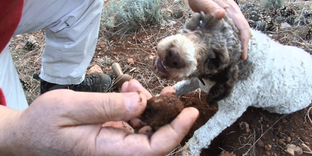 Zonguldak'ta köpekler buldu, kilosu 3 bin 500 Euro'ya satılıyor