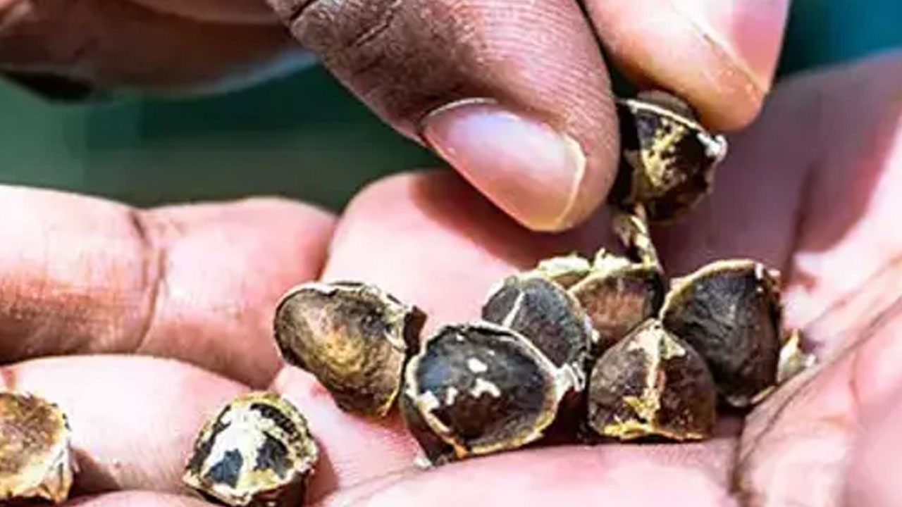 Bunu tüketen mide kanseri olmuyor! Gaziantep'te yetişen o bitki!