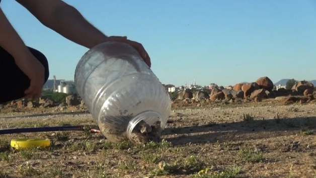 Bunu yapan evine yılanı davet ediyor